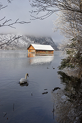 Ein Schwan vor der Hütte im Almsee