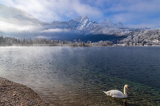 Ein Schwan im Almsee und das Tote Gebirge im Hintergrund