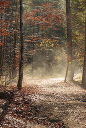 Bodennaher Nebel am Weg um den Almsee