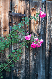 Eine Rose am Weg zum See