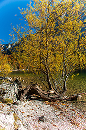 Knorrige Bäume wachsen in den See