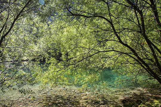 Im Frühling zeigt sich die Natur im frischen Kleid