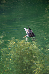 Enten finden im See ausreichend Nahrung