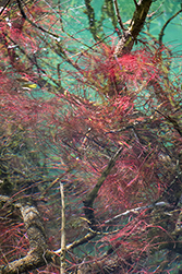 Bizarre rote Wasserpflanzen im See