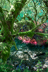 Rote Wasserpflanzen im See