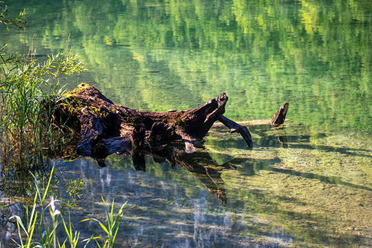 Schwemmholz im Wasser