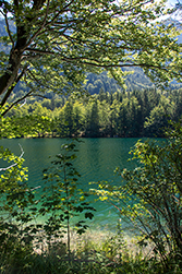 Im Laub reflektiertes Licht der Sonne