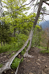 Schwarzföhre am Signalkogel