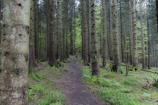 Der Weg führt durch den Wald