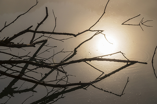 Ein Ast spiegelt sich im See