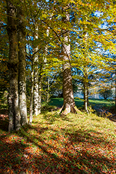 Wunderschönes Licht-Schatten Spiel zwischen den Bäumen