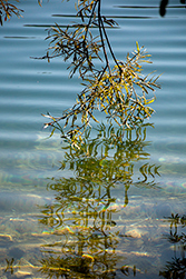 Ein Ast spiegelt sich im See