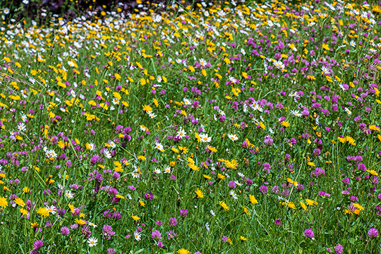 Eine naturbelassene blühende Wiese