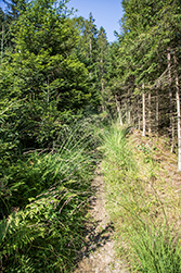 Schmale Wege führen auf den Berg