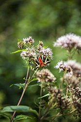 Schmetterling auf einer Pflanze