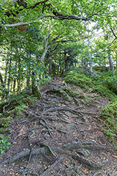 Viele Wurzeln auf dem Weg