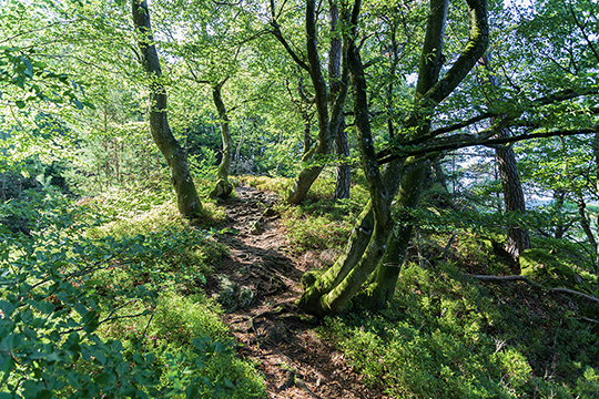 Durch den Wald geht der Weg