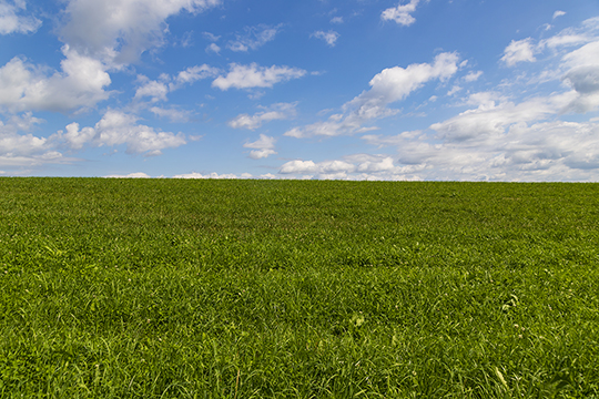 Blick über die grünen Wiesen