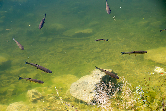 Forellen fühlen sich im See richtig wohl