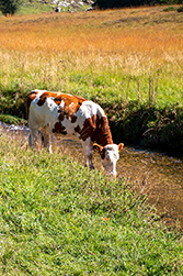 Natur pur, mehr bio geht nicht