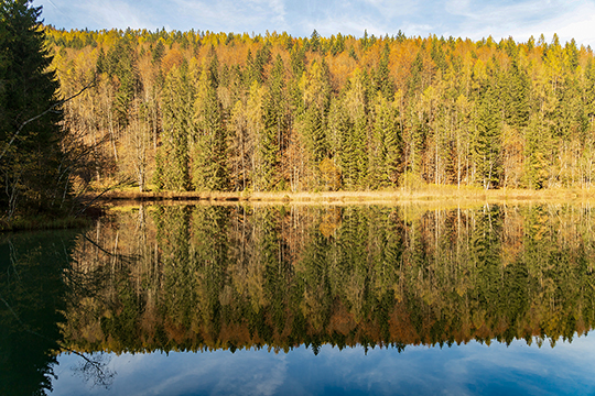 Ruhiges Wasser im Teich schafft tolle Spiegelungen