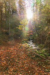 Herbstlaub auf dem Boden im Gegenlicht