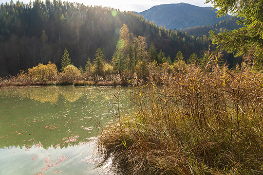 Der Schafferteich mit Schilf