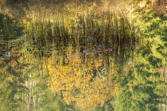 Spiegelung am Schafferteich