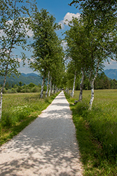 Zurück geht der Weg durch eine Birkenallee