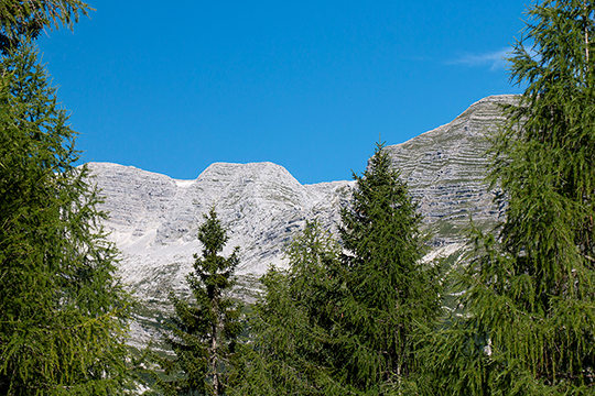 Durch die Bäume gesehen