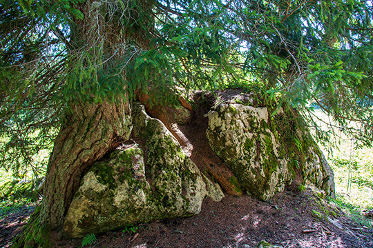 Fantastisch, wie die Natur es sich richtet